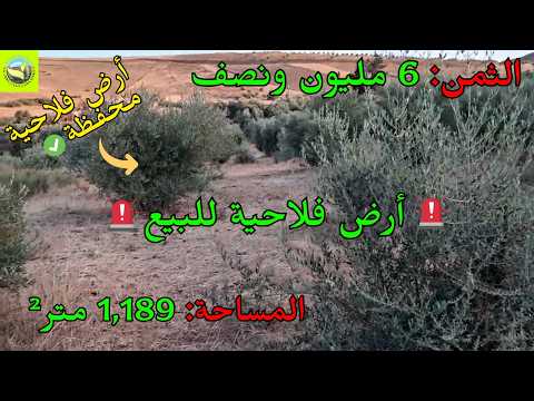 للبيع أرض فلاحية محفظة 1189 متر بسيدي علال المصدر قرب الخميسات تضم أشجار زيتون 🌿🏡 1